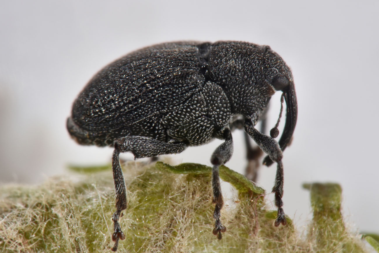 Curculionidae: Ceutorhynchus roberti